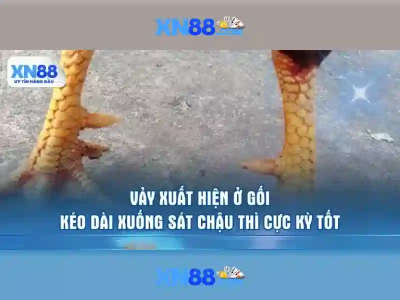 Hỗ trợ người dùng 