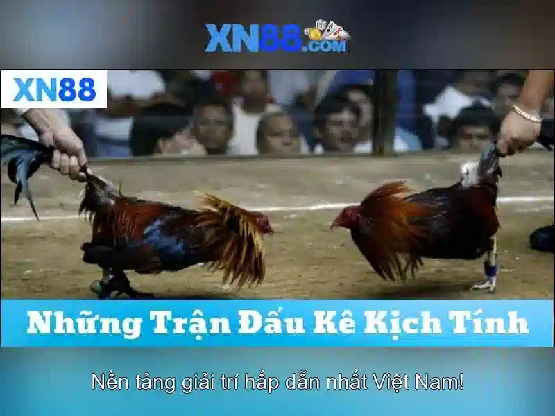 Hỗ trợ khách hàng và kết luận
