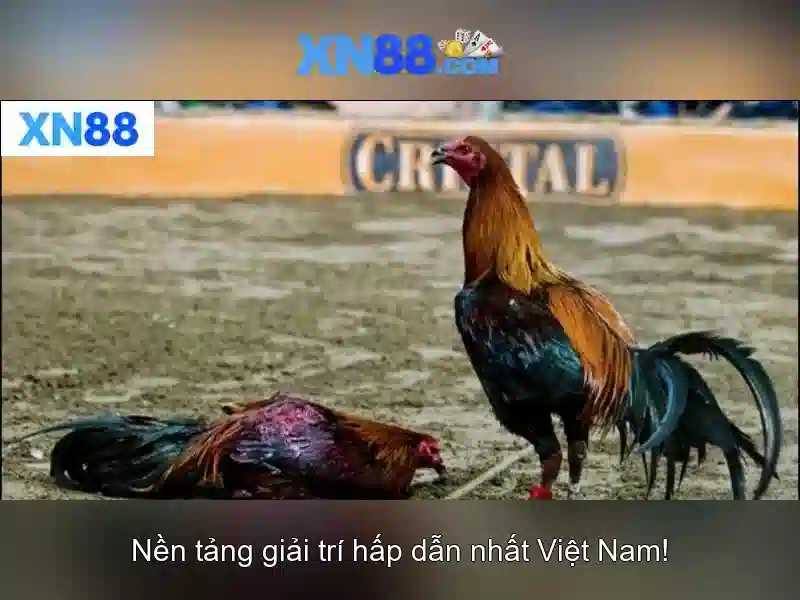 Đánh giá xn88