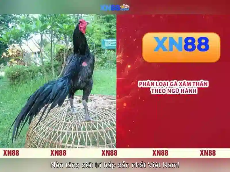 Giới thiệu về xn88\n